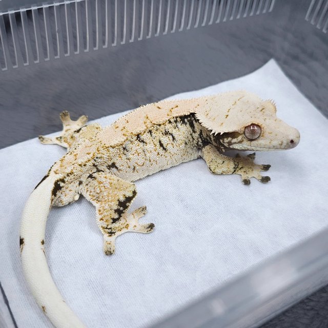 노멀 트라이 화이트스팟 드리피