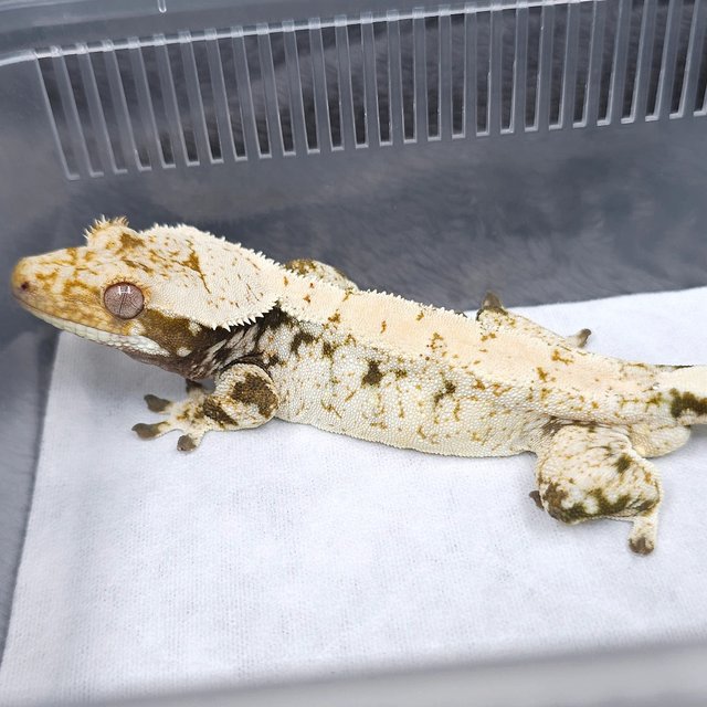 노멀 트라이 화이트스팟 화이트크라운