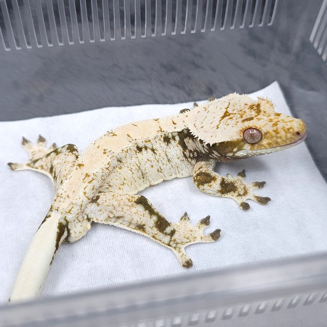 노멀 트라이 화이트스팟 화이트크라운