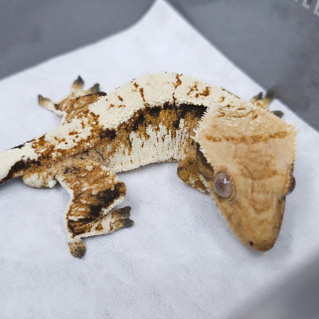 노멀 트라이 텐저린