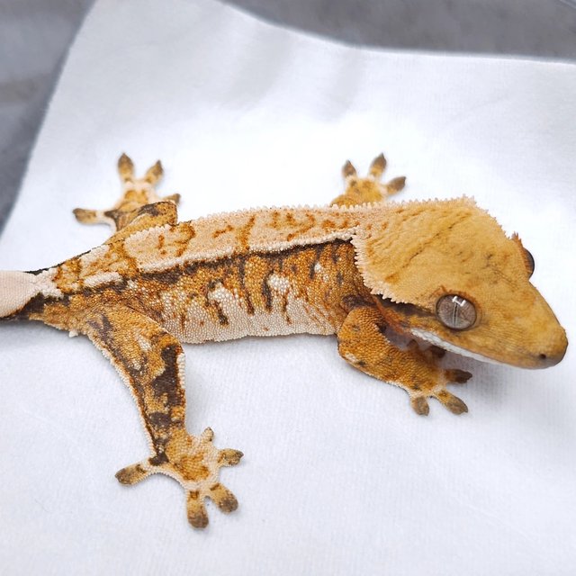 노멀 트라이 텐저린