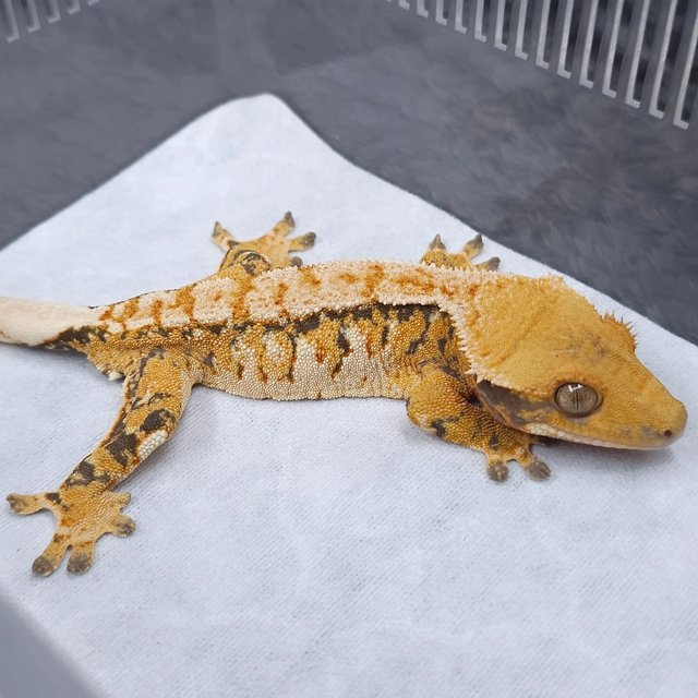 노멀 트라이 텐저린 화이트크라운