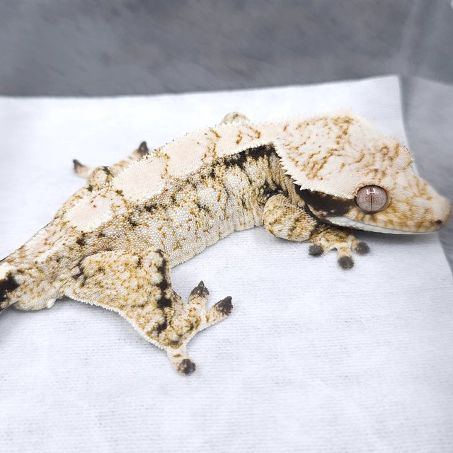 노멀 트라이 화이트스팟 드리피 화이트크라운