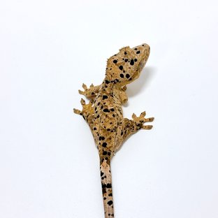 달마시안 슈퍼달마시안