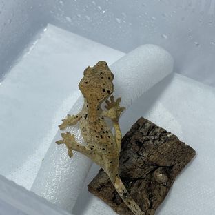 달마시안 슈퍼달마시안