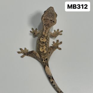 MB312