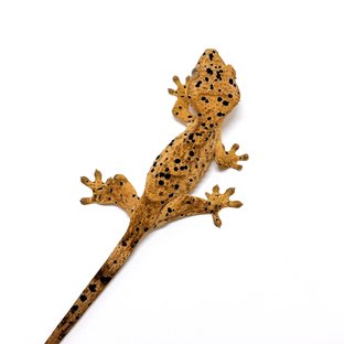 달마시안 슈퍼달마시안