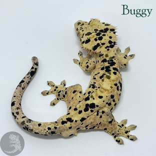 Buggy