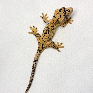 달마시안 슈퍼달마시안