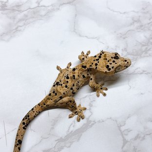 달마시안 슈퍼달마시안
