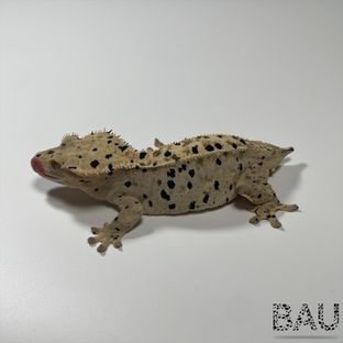 Pai