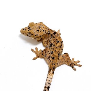 달마시안 슈퍼달마시안