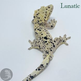 Lunatic