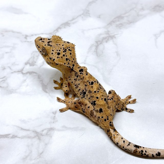 달마시안 슈퍼달마시안