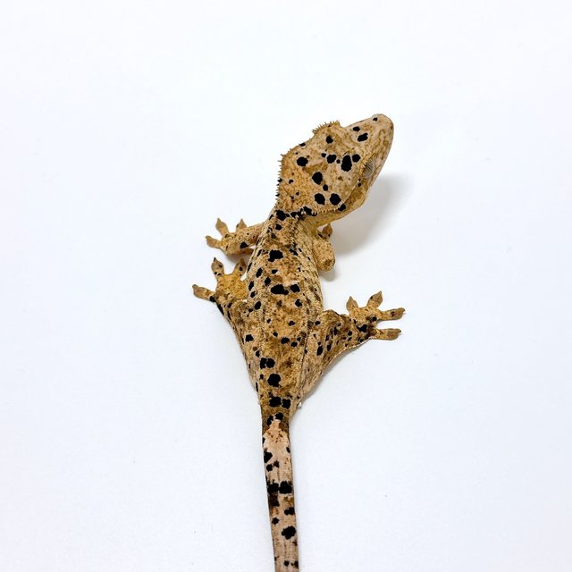 달마시안 슈퍼달마시안