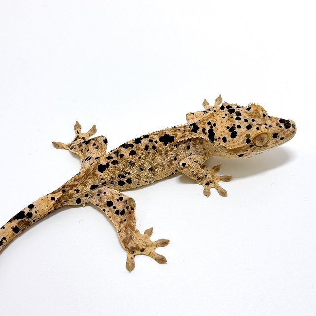 달마시안 슈퍼달마시안