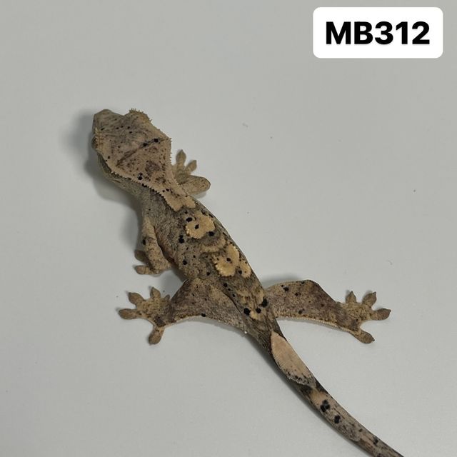 달마시안 슈퍼달마시안
