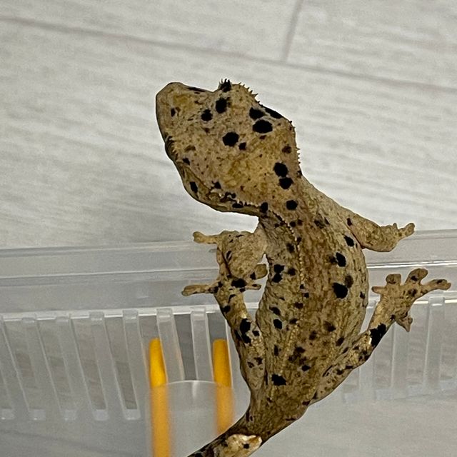 달마시안 슈퍼달마시안