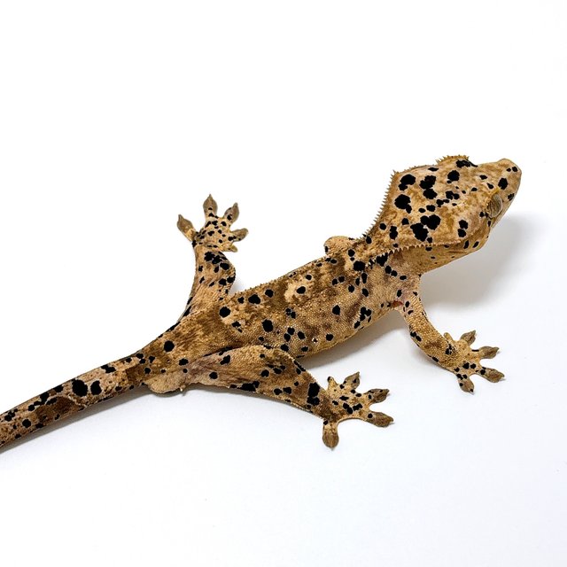 달마시안 슈퍼달마시안