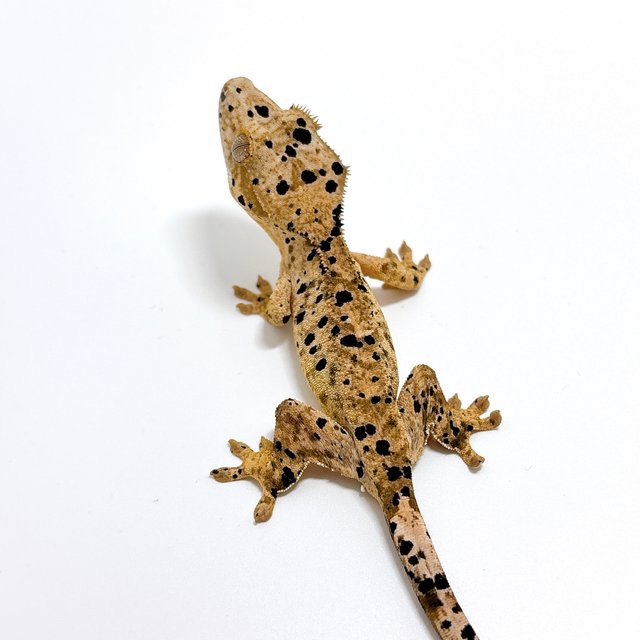 달마시안 슈퍼달마시안