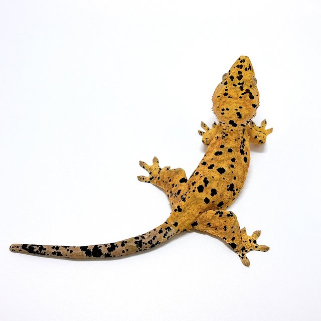 달마시안 슈퍼달마시안