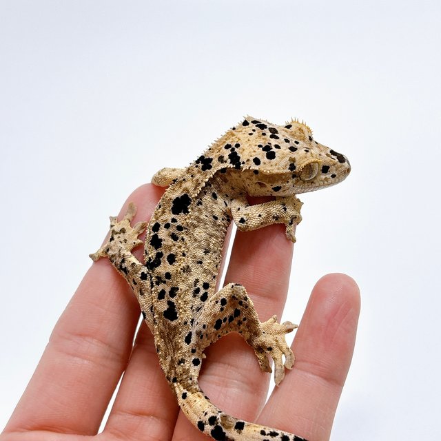 달마시안 슈퍼달마시안