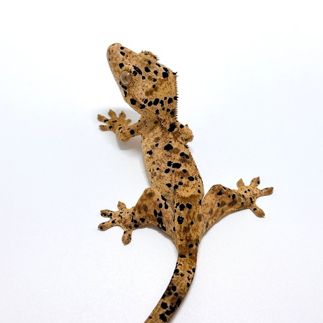 달마시안 슈퍼달마시안