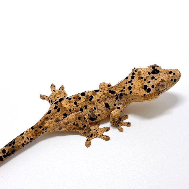 달마시안 슈퍼달마시안