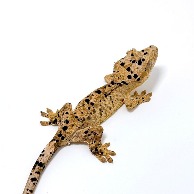 달마시안 슈퍼달마시안