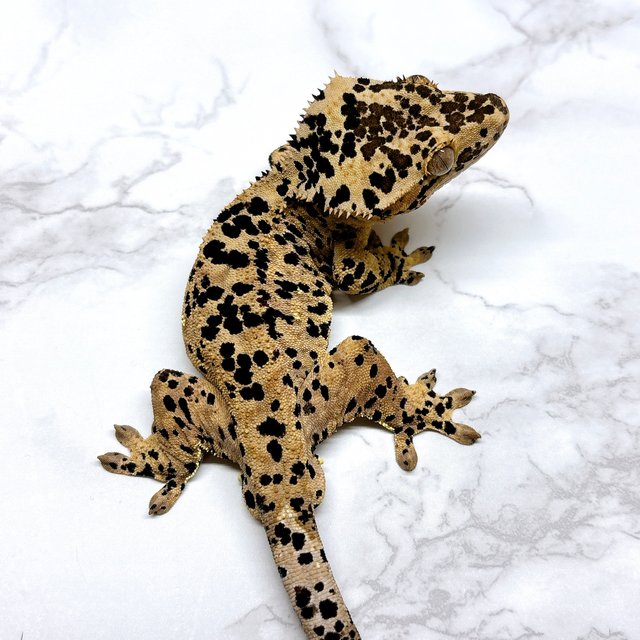 달마시안 슈퍼달마시안