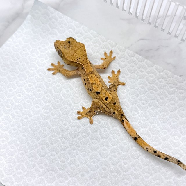 슈퍼달마시안 달마시안