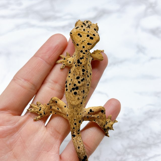 달마시안 슈퍼달마시안