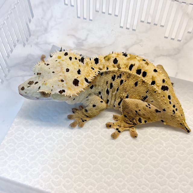 달마시안 슈퍼달마시안