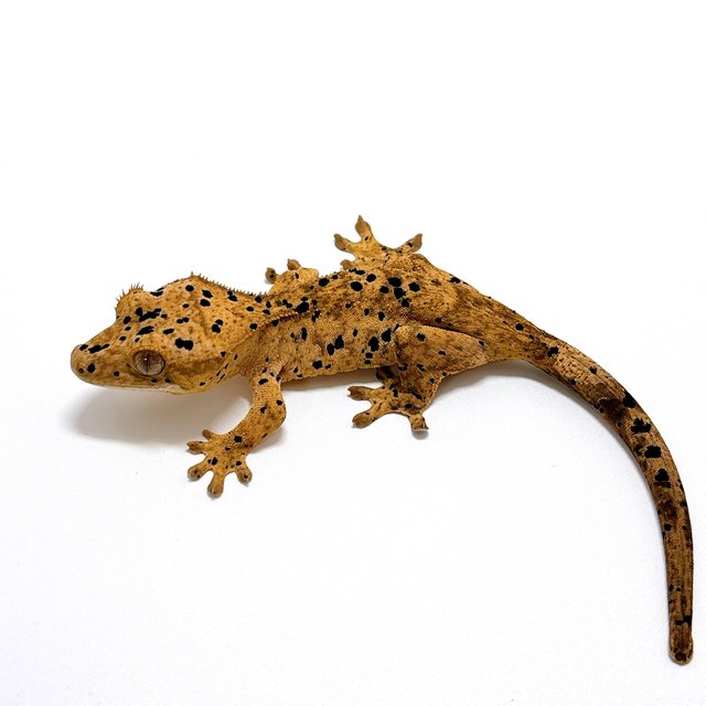 달마시안 슈퍼달마시안