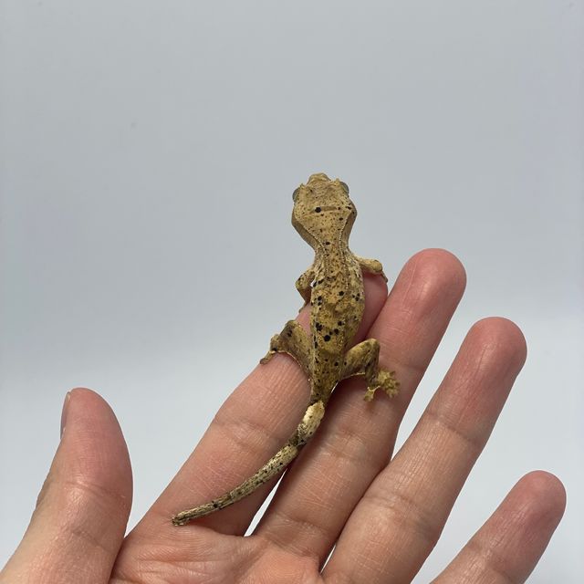 달마시안 슈퍼달마시안
