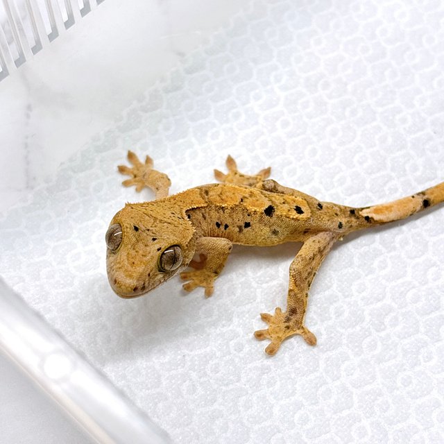 슈퍼달마시안 달마시안