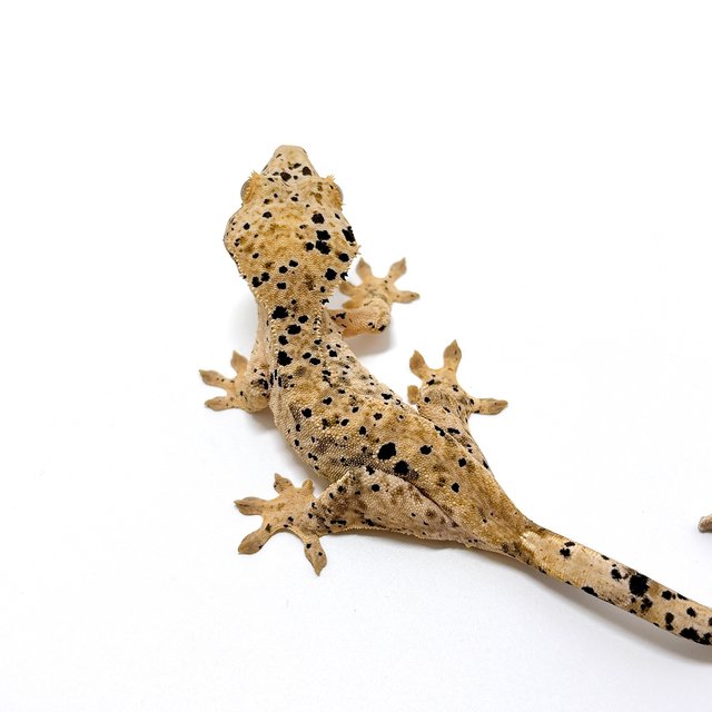 달마시안 슈퍼달마시안