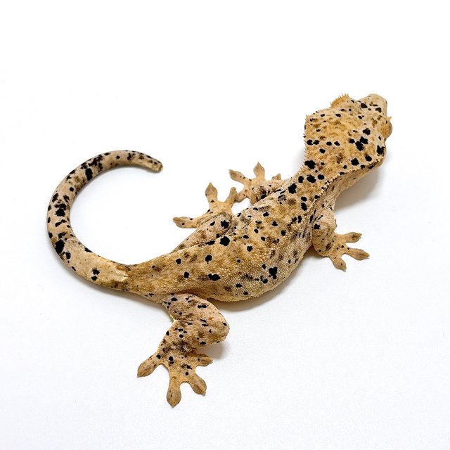 달마시안 슈퍼달마시안