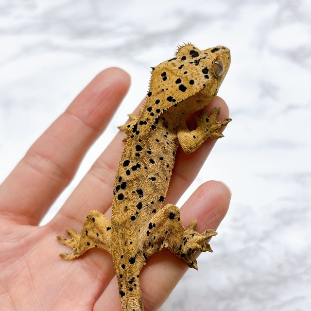 달마시안 슈퍼달마시안