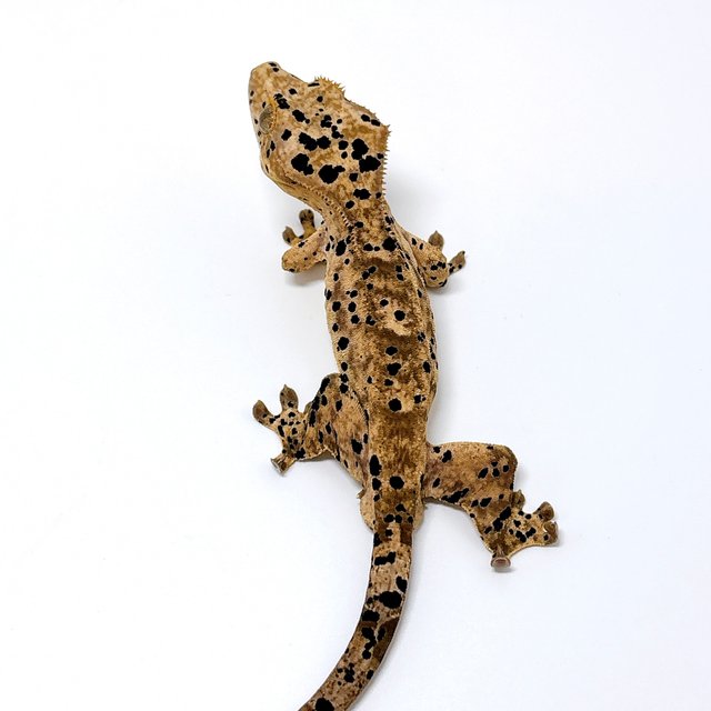 달마시안 슈퍼달마시안