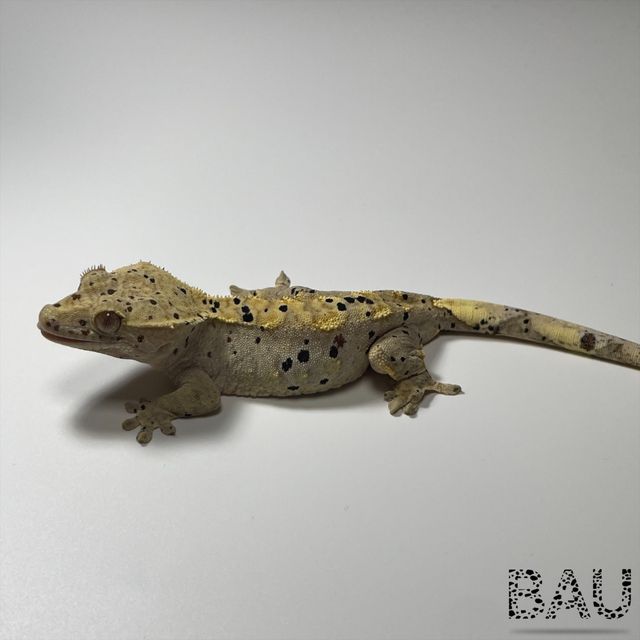 슈퍼달마시안