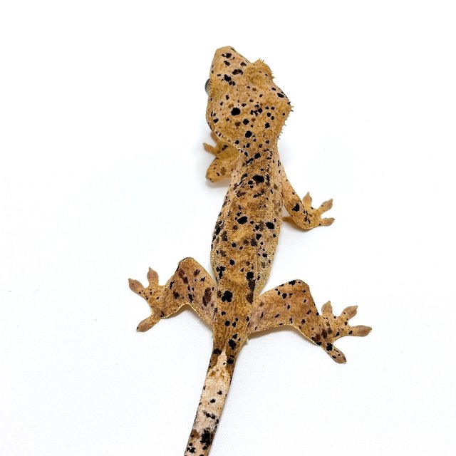 달마시안 슈퍼달마시안