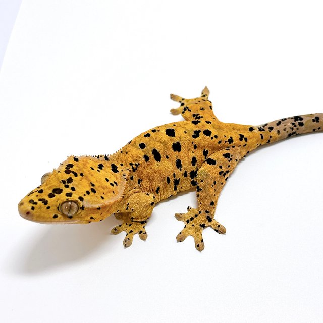 달마시안 슈퍼달마시안