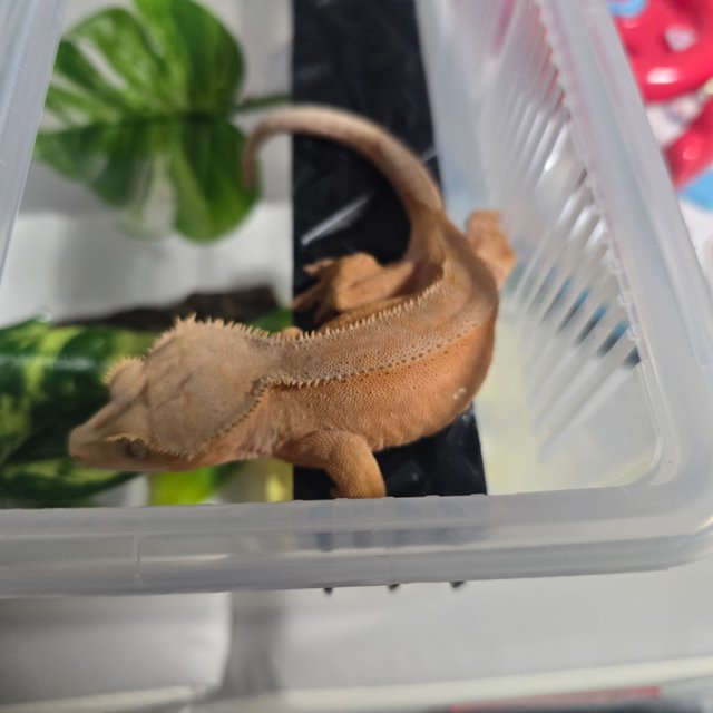 화이트포트홀 바이