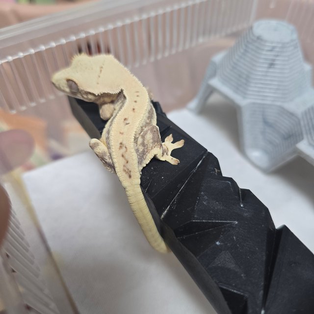 릴리화이트 풀핀