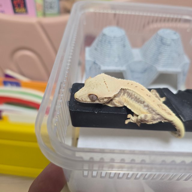 릴리화이트 풀핀