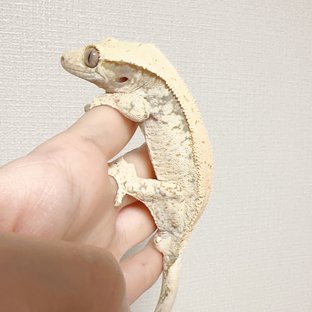 노멀 드리피