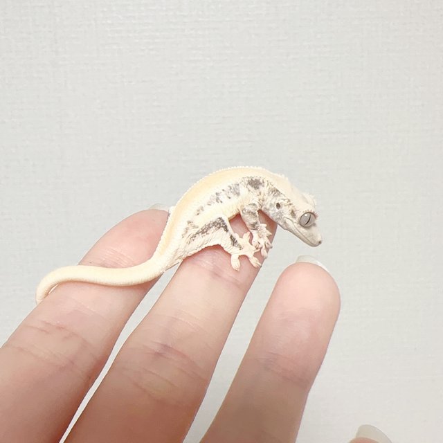 릴리화이트 솔리드백