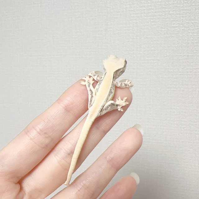 릴리화이트 솔리드백