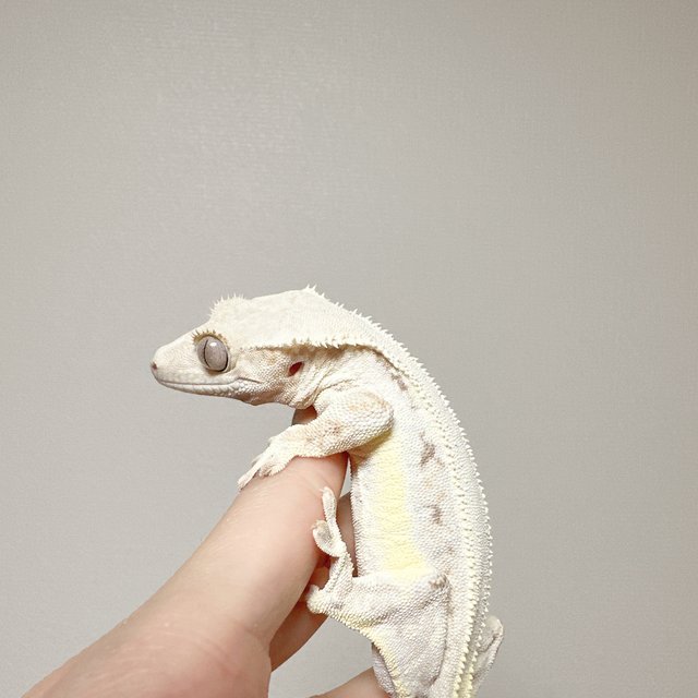 릴리화이트 풀핀 솔리드백